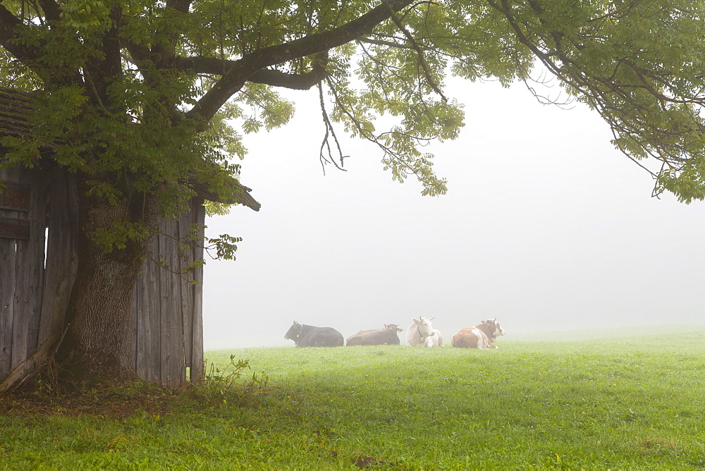 Cattle in fog, near Fussen, Bavaria, Germany, Europe 