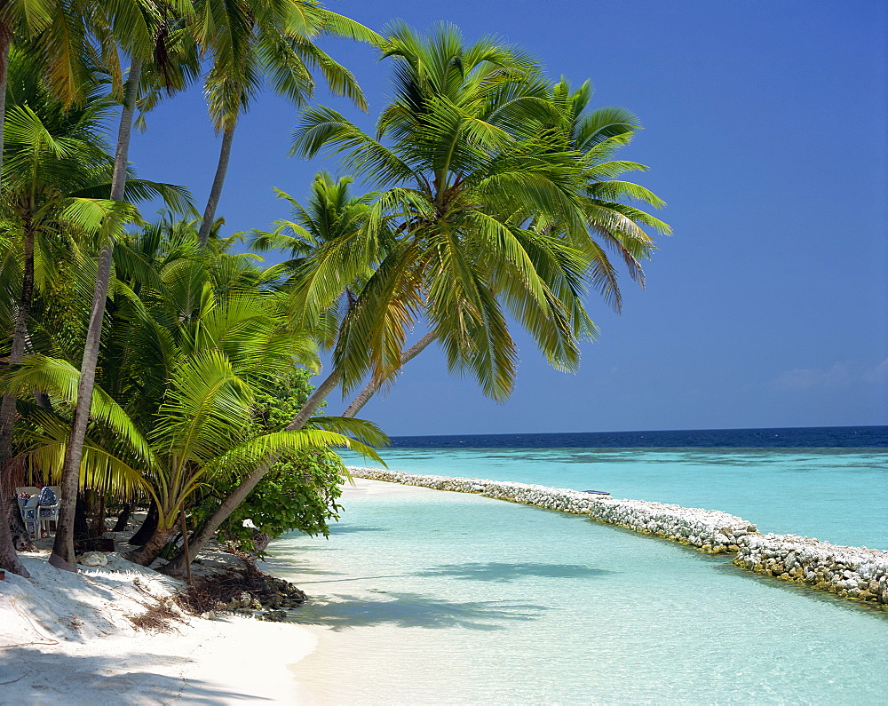 Palm trees on a tropical beach in the Maldive Islands, Indian Ocean, Asia