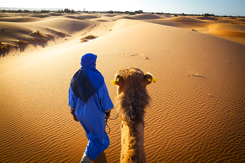 Camel driver and sand dunes, Sahara Desert, Merzouga, Morocco, North Africa, Africa