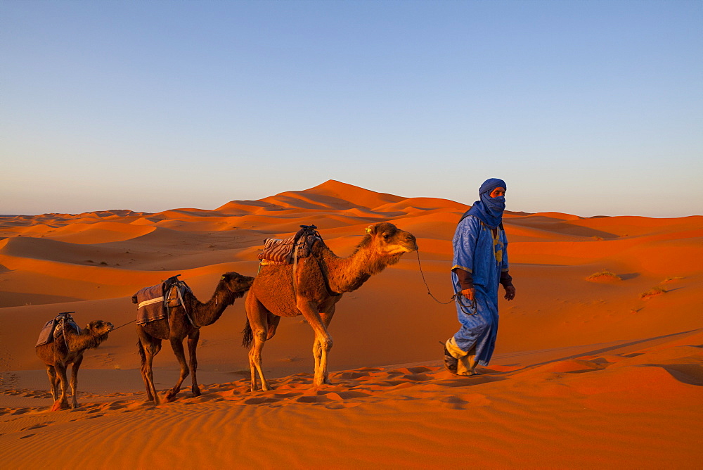 Camel driver and sand dunes, Sahara Desert, Merzouga, Morocco, North Africa, Africa