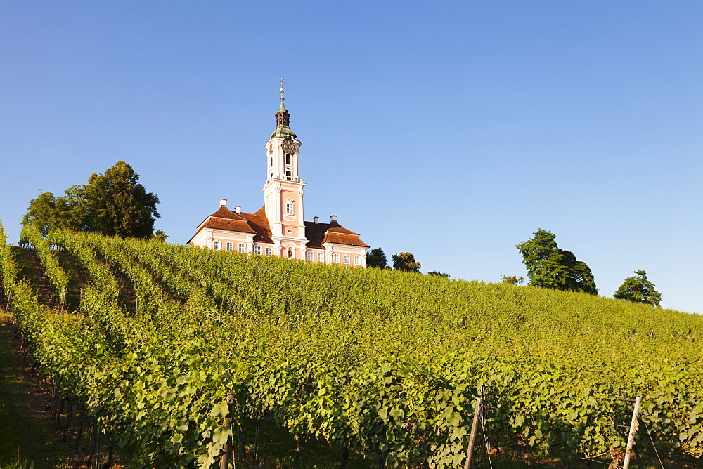 Vineyards and pilgrimage church of Birnau Abbey, Unteruhldingen, Lake Constance, Baden Wurttemberg, Germany, Europe