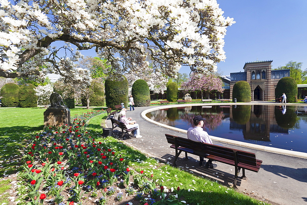 Magnolia blossom, Moorish Garden, Wilhelma Zoo and Botanical Gardens, Stuttgart, Baden Wurttemberg, Germany, Europe