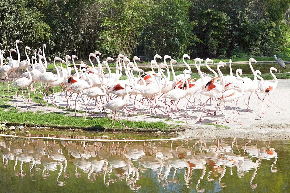 Greater Flamingoes (Phoenicopterus ruber), Wilhelma Zoo and Botanical Garden, Stuttgart, Baden Wurttemberg, Germany, Europe