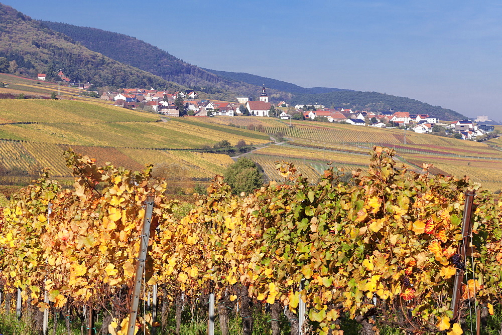 View over the vineyards to Weyher in autumn, German Wine Route, Pfalz, Rhineland-Palatinate, Germany, Europe 