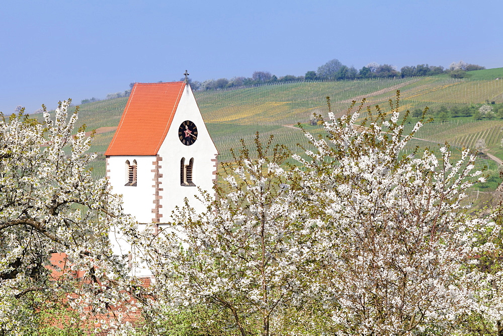 Cherry blossom in the Eggenen Valley and church tower of Obereggen, Markgrafler Land, Black Forest, Baden Wurttemberg, Germany, Europe