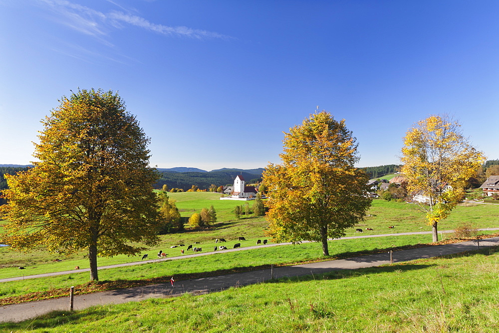 Lenzkirch-Saig, Black Forest, Baden Wurttemberg, Germany, Europe 