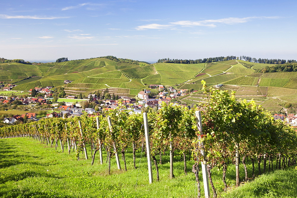 Durbach, Black Forest, Baden Wurttemberg, Germany, Europe