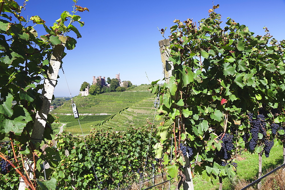 Ortenberg Castle, near Offenburg, Black Forest, Baden Wurttemberg, Germany, Europe 