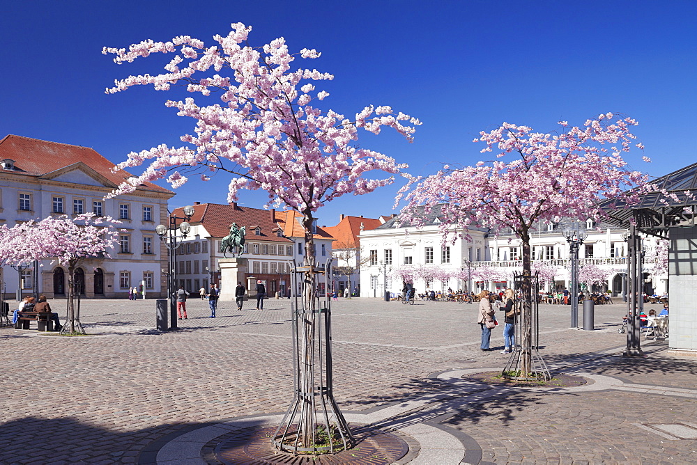 Almond Blossom in the Market Place, Landau, Deutsche Weinstrasse (German Wine Road), Rhineland-Palatinate, Germany, Europe