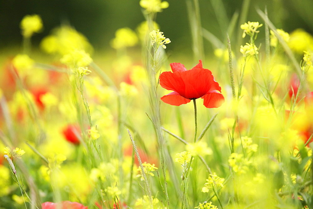 Meadow with flowers and poppies, Val d'Orcia, Tuscany, Italy, Europe 