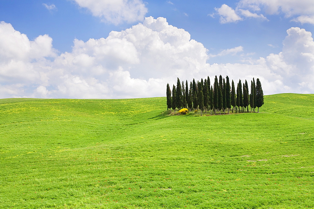 Landscape with cypress trees near San Quirico, Val d'Orcia, UNESCO World Heritage Site, Tuscany, Italy, Europe 