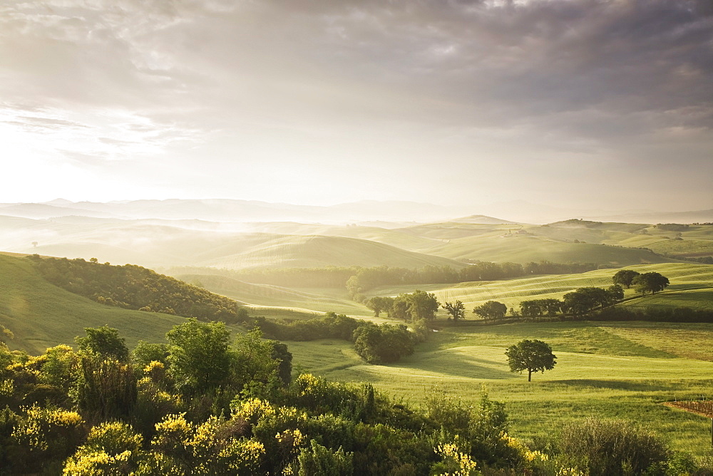 Single tree at sunset, Orcia Valley (Val d'Orcia), UNESCO World Heritage Site, Province of Siena, Tuscany, Italy, Europe