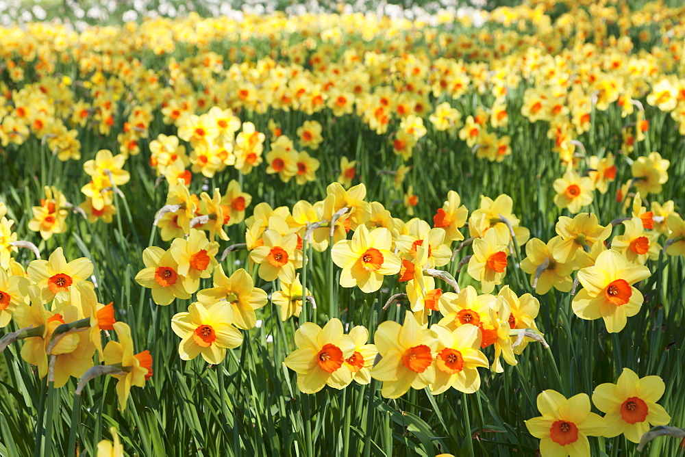 Field of narcissi, Mainau Island in spring, Lake Constance, Baden-Wurttemberg, Germany, Europe