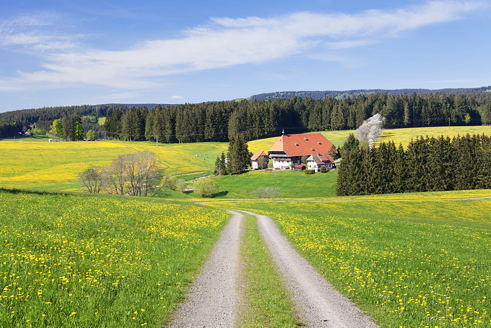 Unterfallengrundhof (farmhouse) in spring, Guetenbach, Black Forest, Baden Wurttemberg, Germany, Europe