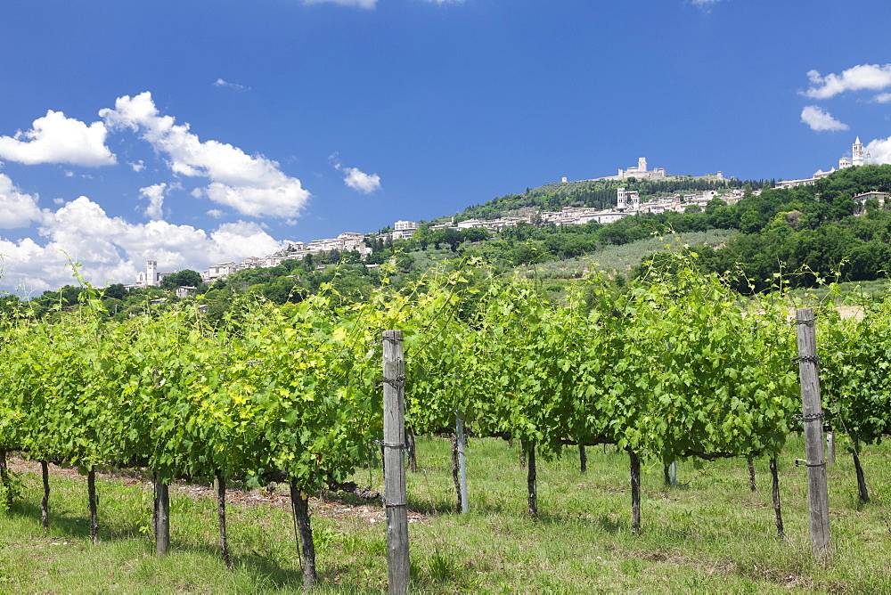 Assisi, vineyards, Perugia District, Umbria, Italy, Europe