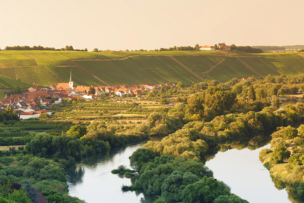 Wine village of Escherndorf and Vogelsburg Castle, Volkacher Mainschleife, Main River, Mainfranken, Lower Franconia, Bavaria, Germany, Europe