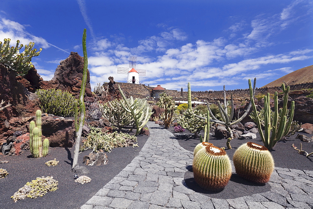 Cactus garden (Jardin de Cactus) by Cesar Manrique, wind mill, UNESCO Biosphere Reserve, Guatiza, Lanzarote, Canary Islands, Spain, Europe