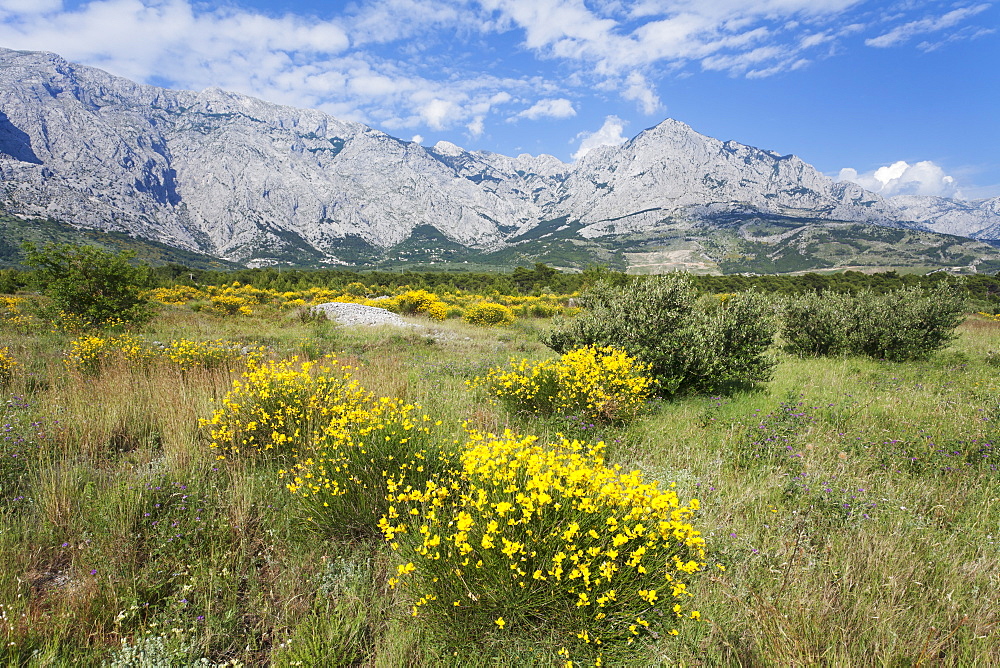 Flowering broom, Biokovo Mountain, Makarska Riviera, Dalmatia, Croatia, Europe 