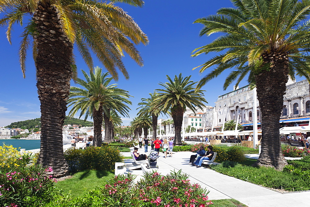 Palm trees and promenade, Split, Dalmatia, Croatia, Europe 