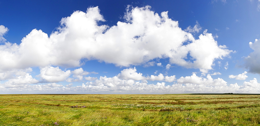 Salt meadow (salt marshes), Westerhever, Wadden Sea National Park, Eiderstedt Peninsula, Schleswig Holstein, Germany, Europe