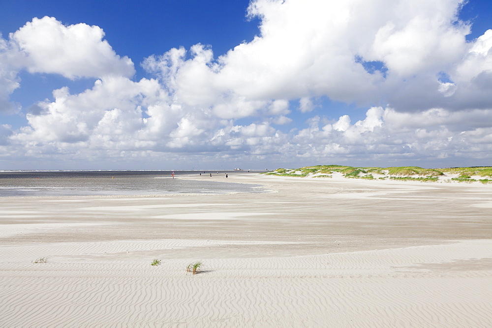 Dunes at a beach, Sankt Peter Ording, Eiderstedt Peninsula, Schleswig Holstein, Germany, Europe