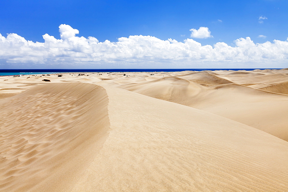 Sand dunes of Maspalomas, Maspalomas, Gran Canaria, Canary Islands, Spain, Atlantic, Europe 