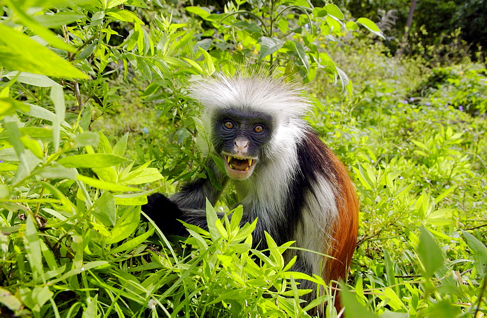 Zanzibar Red Colobus monkey, one of Africa's rarest primates 