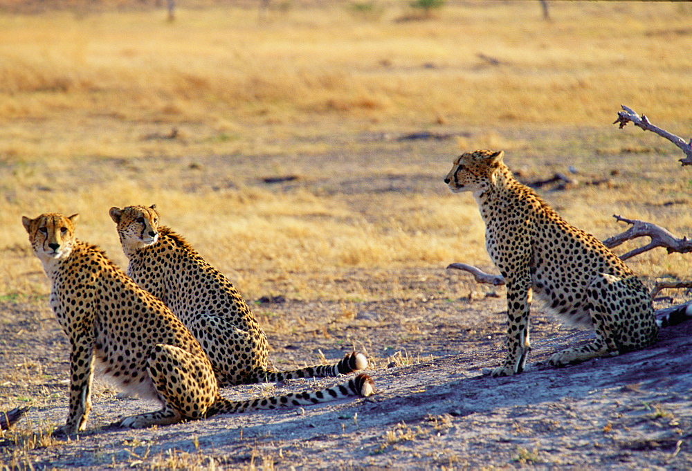 Cheetahs in Moremi National Park, Botswana