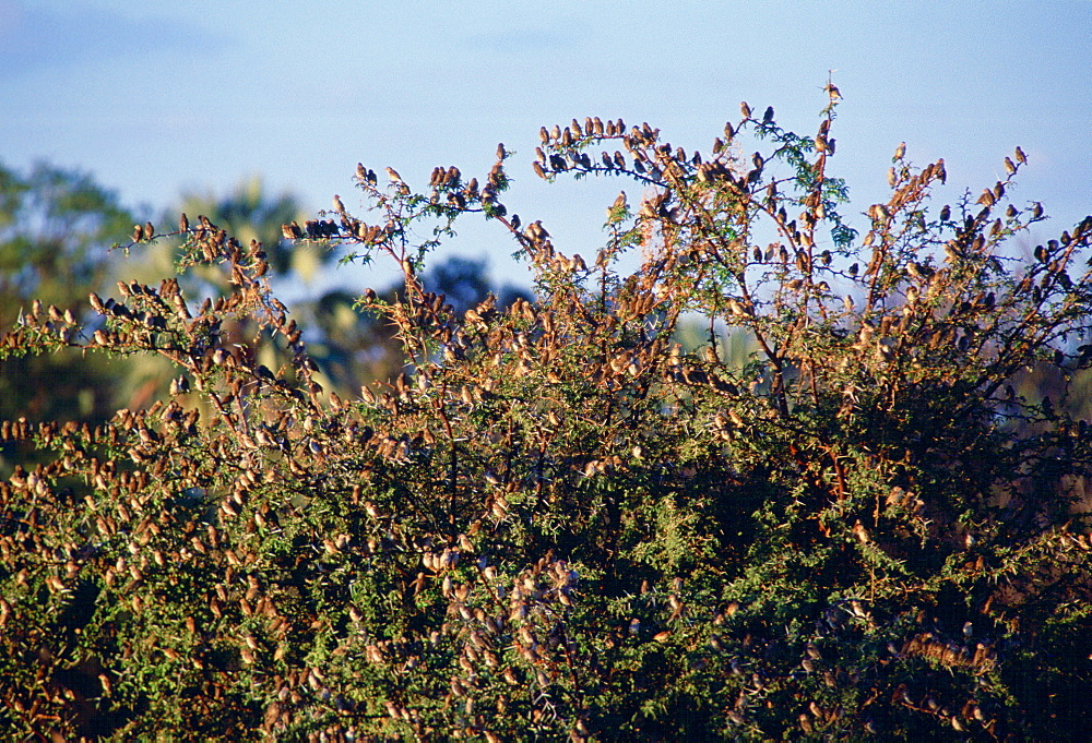 Red billed Quelea birds on a bush  in Moremi National Park , Botswana