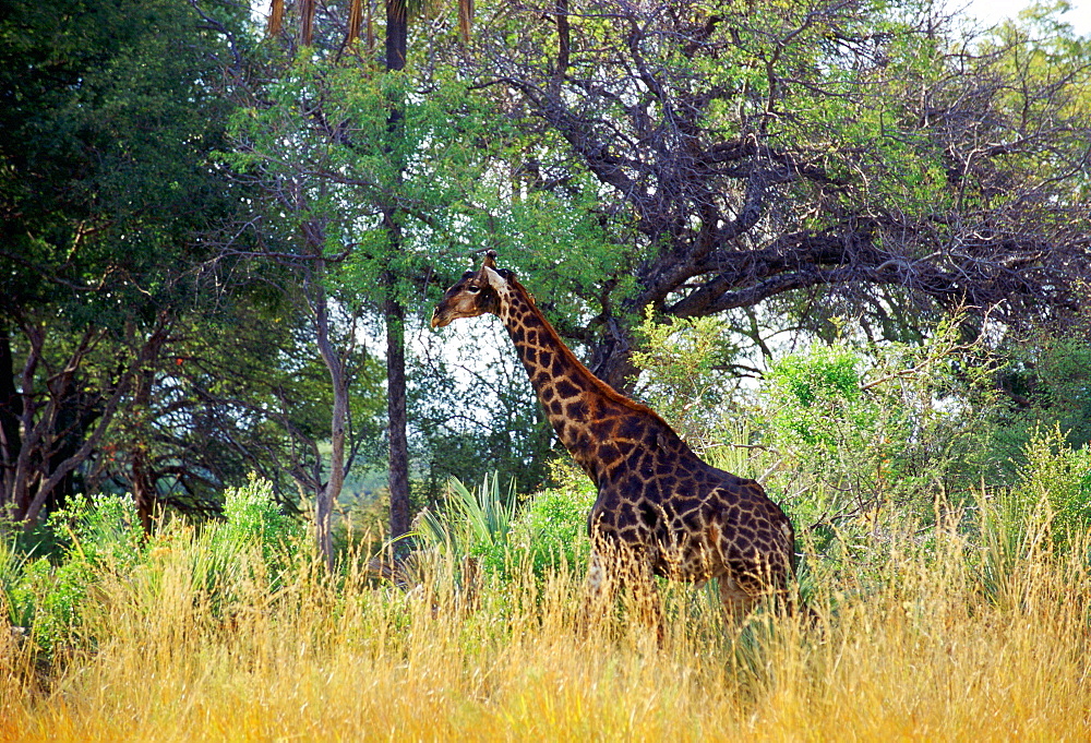 Giraffe  in Moremi National Park, Botswana