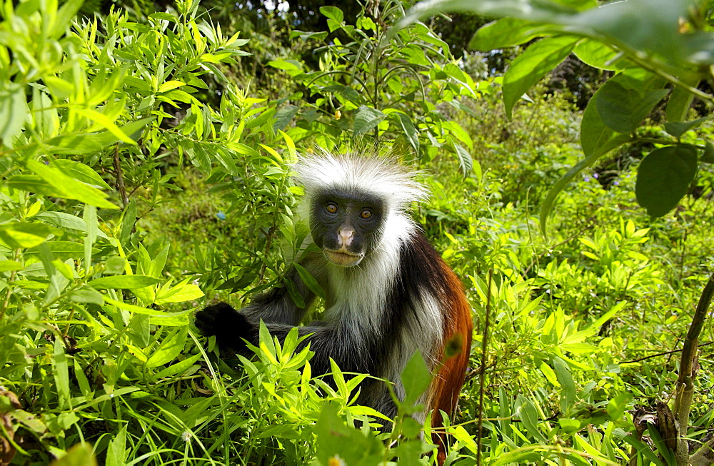 Zanzibar Red Colobus monkey, one of Africa's rarest primates 