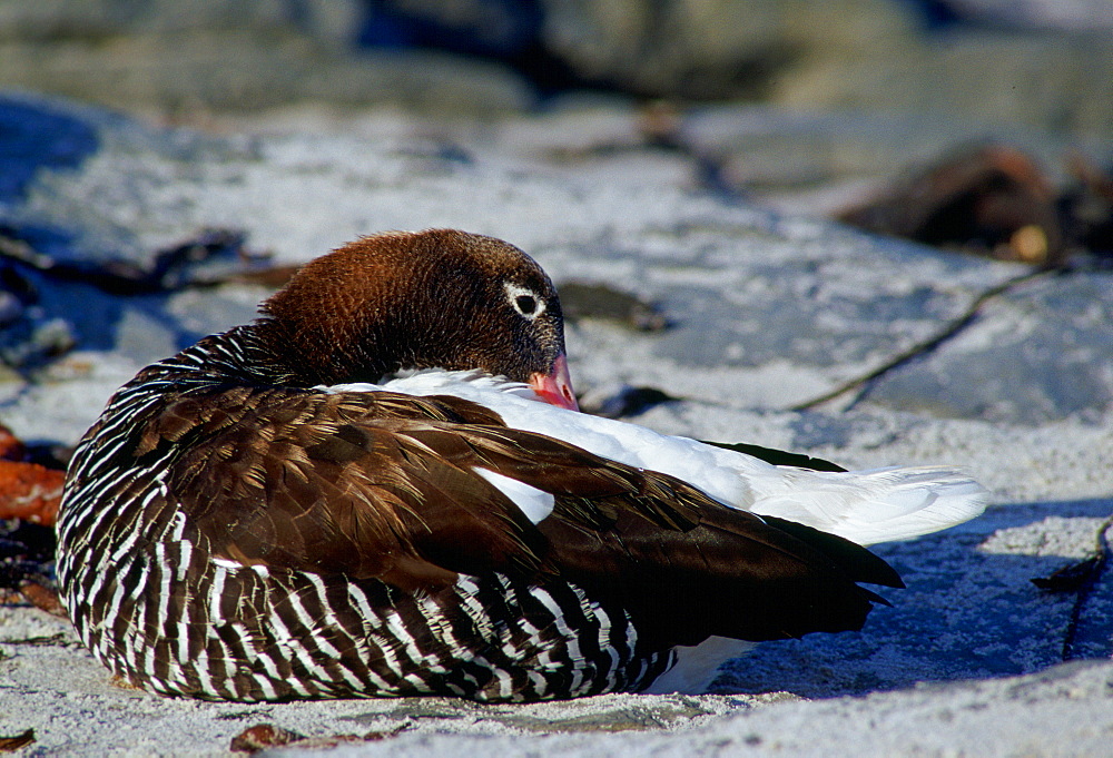 Kelp Goose, Sea Lion Island, Falkland Islands