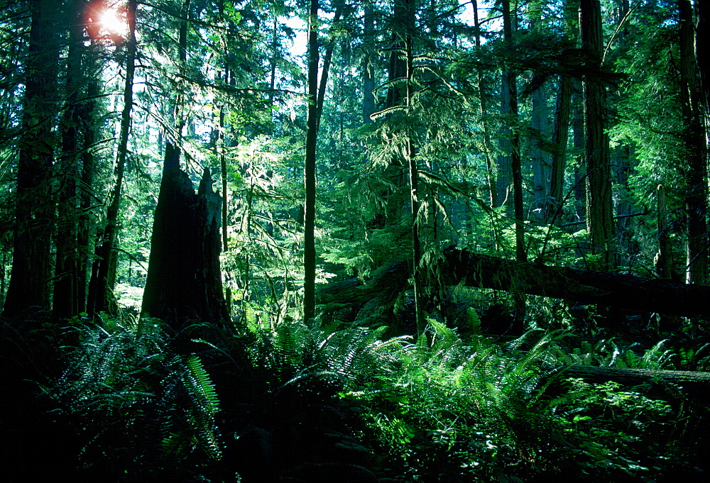 Douglas firs and ferns, Cathedral Grove, Macmillan Provincial Park, British Columbia, Canada