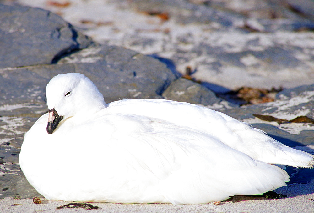 Kelp Goose, Sea Lion Island, Falkland Islands