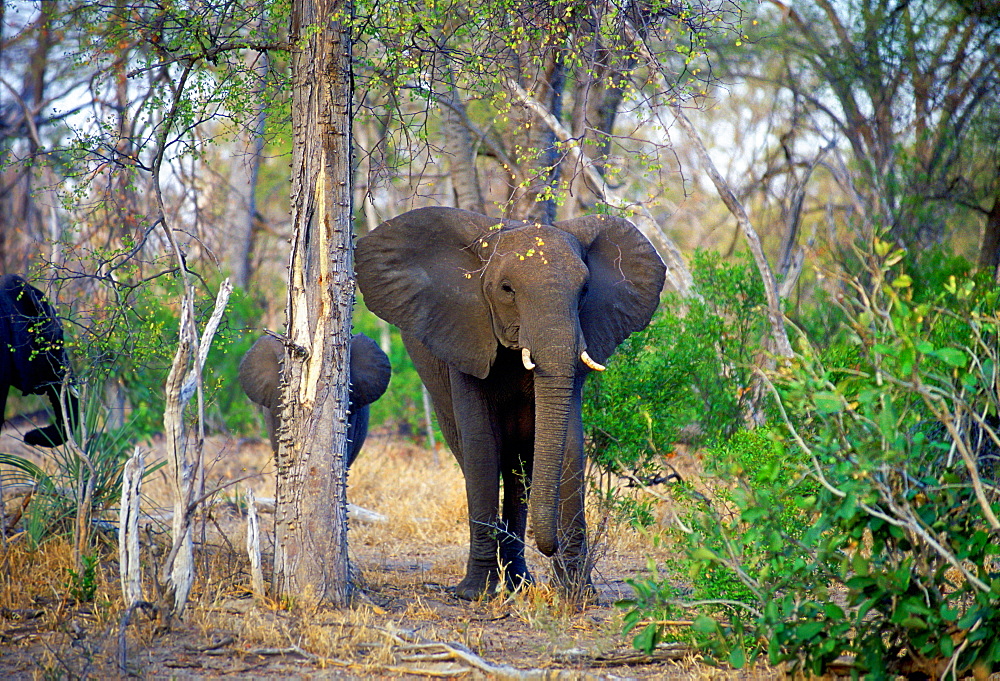 Mother elephant and calf in woodland in  Moremi National Park, Botswana