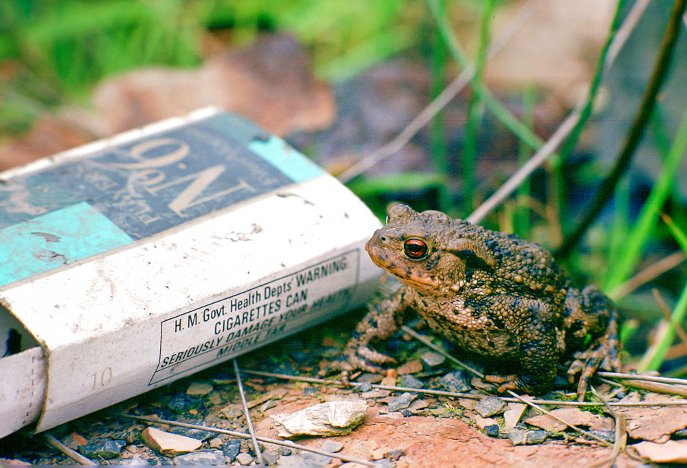 A toad next to a discarded Players No. 6 empty cigarette packet, England, United Kingdom