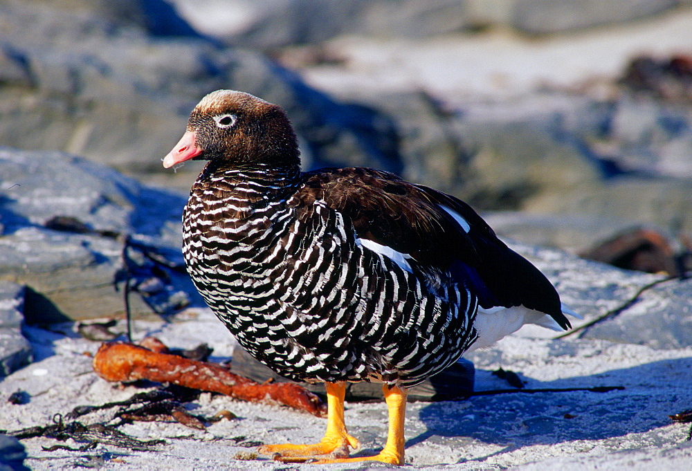 Kelp Goose, Sea Lion Island, Falkland Islands