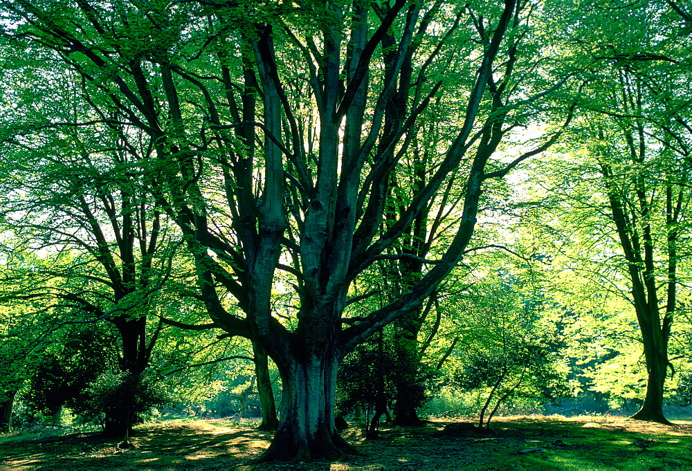 Beech trees (pollarded) in New Forest, Hampshire, England