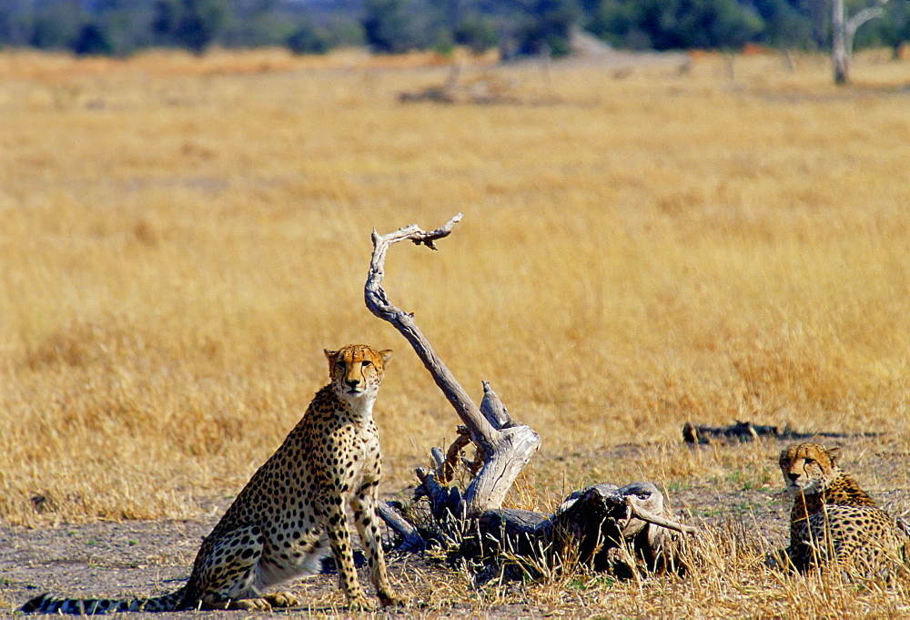 Cheetahs in Moremi National Park, Botswana