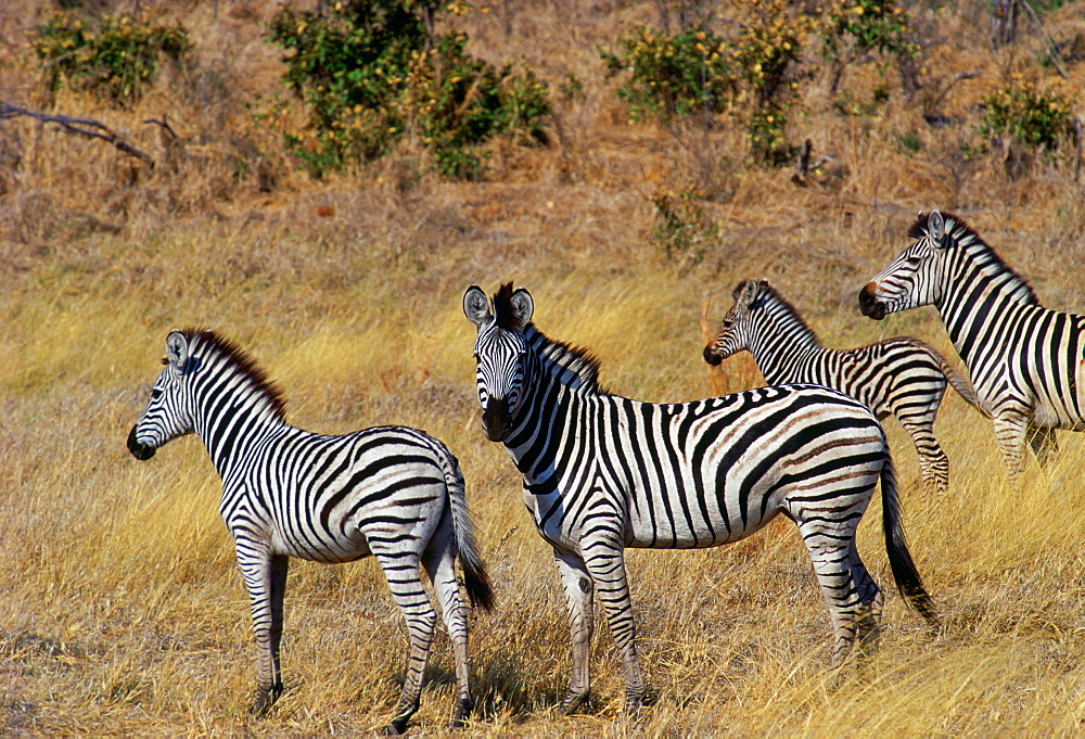 Herd of Burchell's Zebras  in Moremi National Park , Botswana