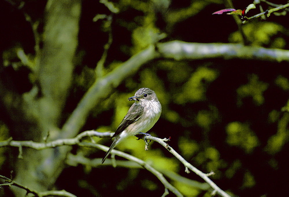 Spotted Flycatcher bird, with a wasp in its beak, on a branch in Oxfordshire, England