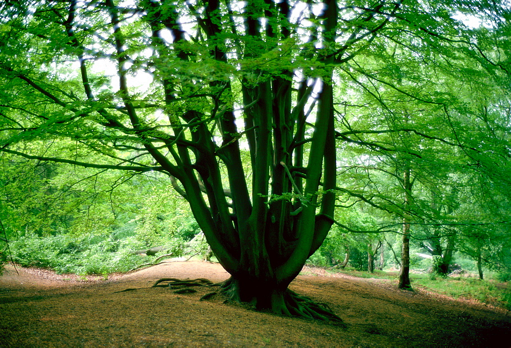 Beech trees on Hampstead Heath, London, England