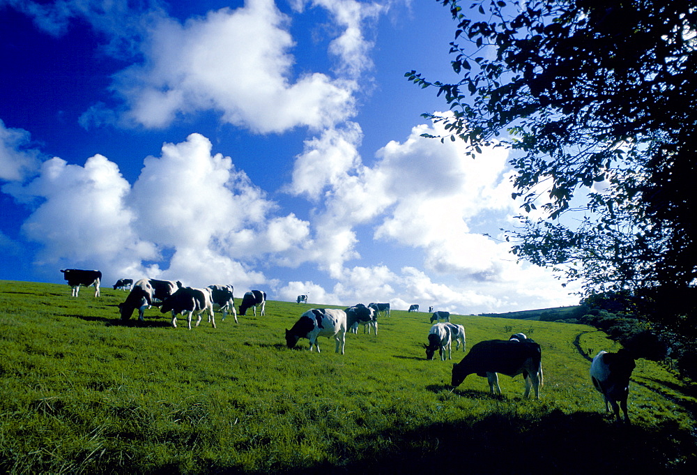 Freesian bullocks in a beef herd grazing in a field in Helford country, Cornwall, England