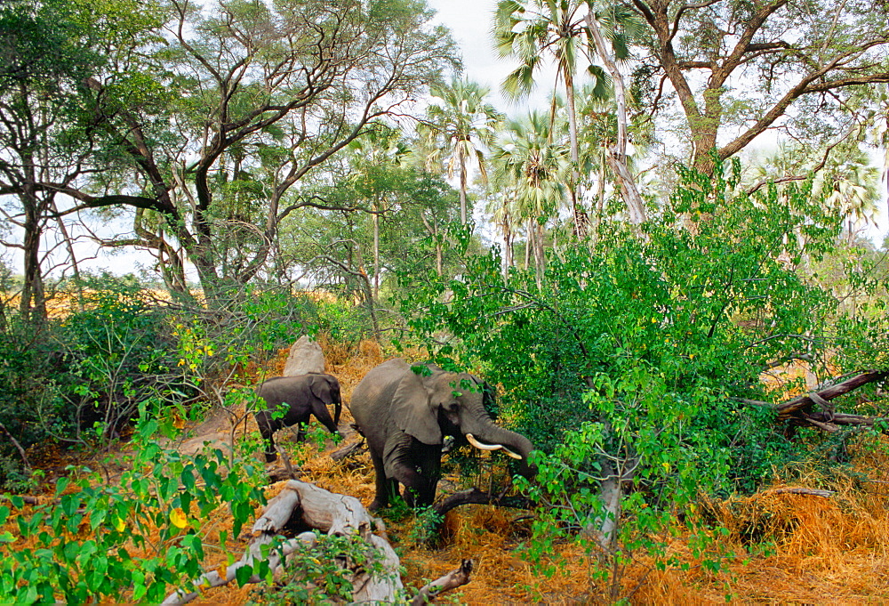 Mother elephant and calf feed in woodland in  Moremi National Park, Botswana