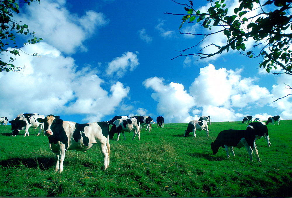 A herd of Friesian cows grazing in a pasture in Helford country, Cornwall, England, United Kingdom