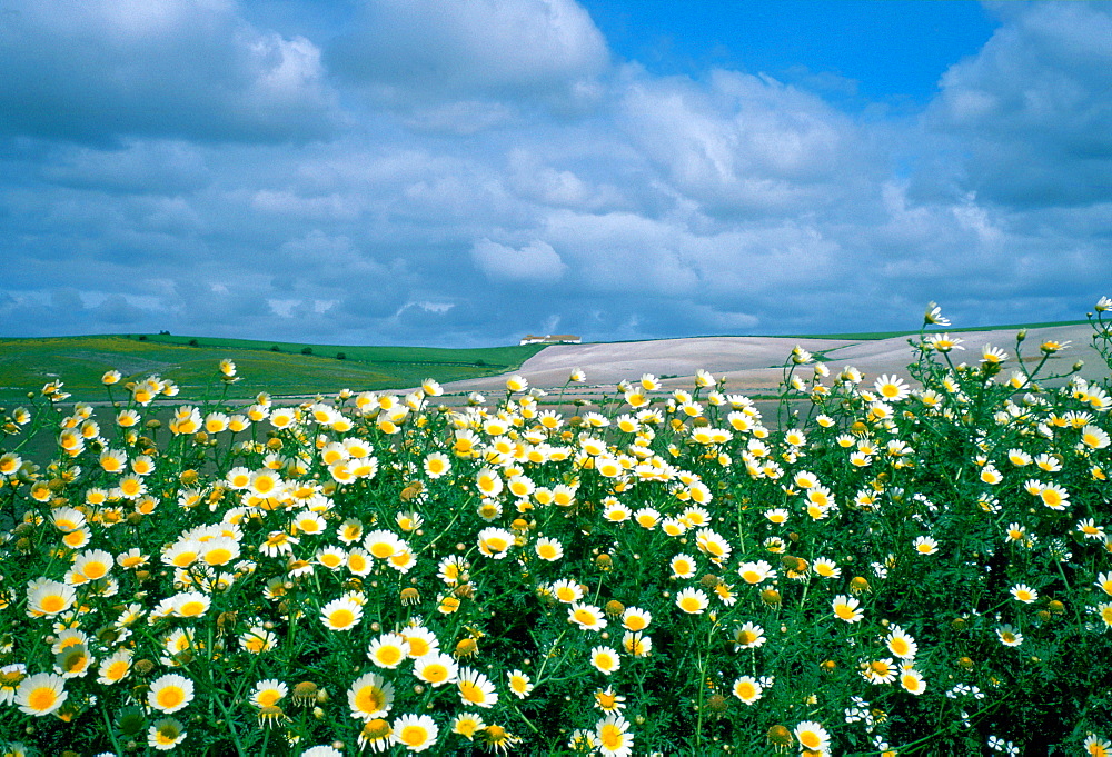 Farmland at Coto de Donana in Spain