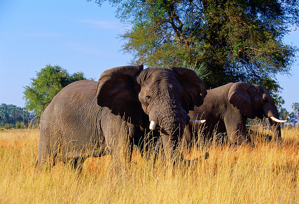 Elephants in  Moremi National Park, Botswana