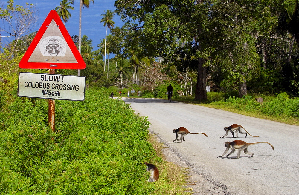 Red Colobus monkeys. One of Africa's rarest primates