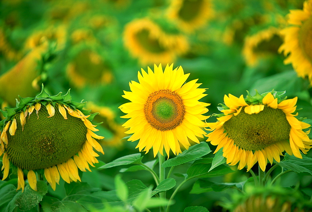 Standing out from the crowd - a healthy sunflower holds its head up proudly while others around it wilt and fade, Loire Valley, France