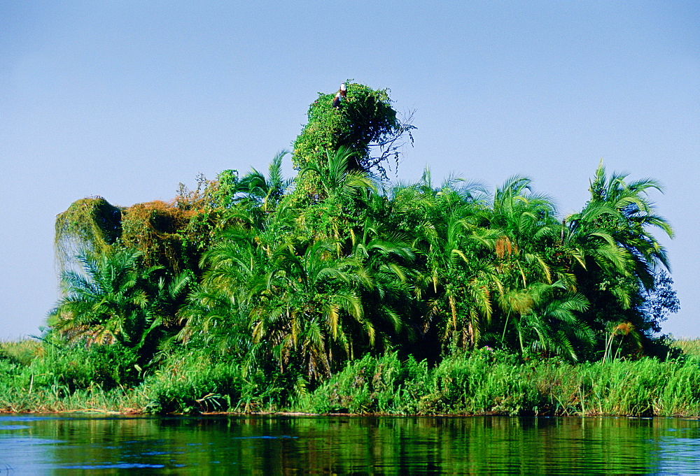 Pair of African Fish Eagles on creepers and palm trees in the Okavango Delta in Botswana